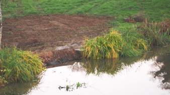 After - well established carex coir pallets were pinned to the bank to hold it all together