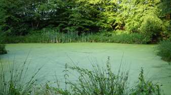 Pond covered in duckweed