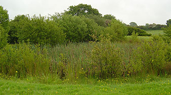 Before - wildlife pond silted up and overgrown with reedmace